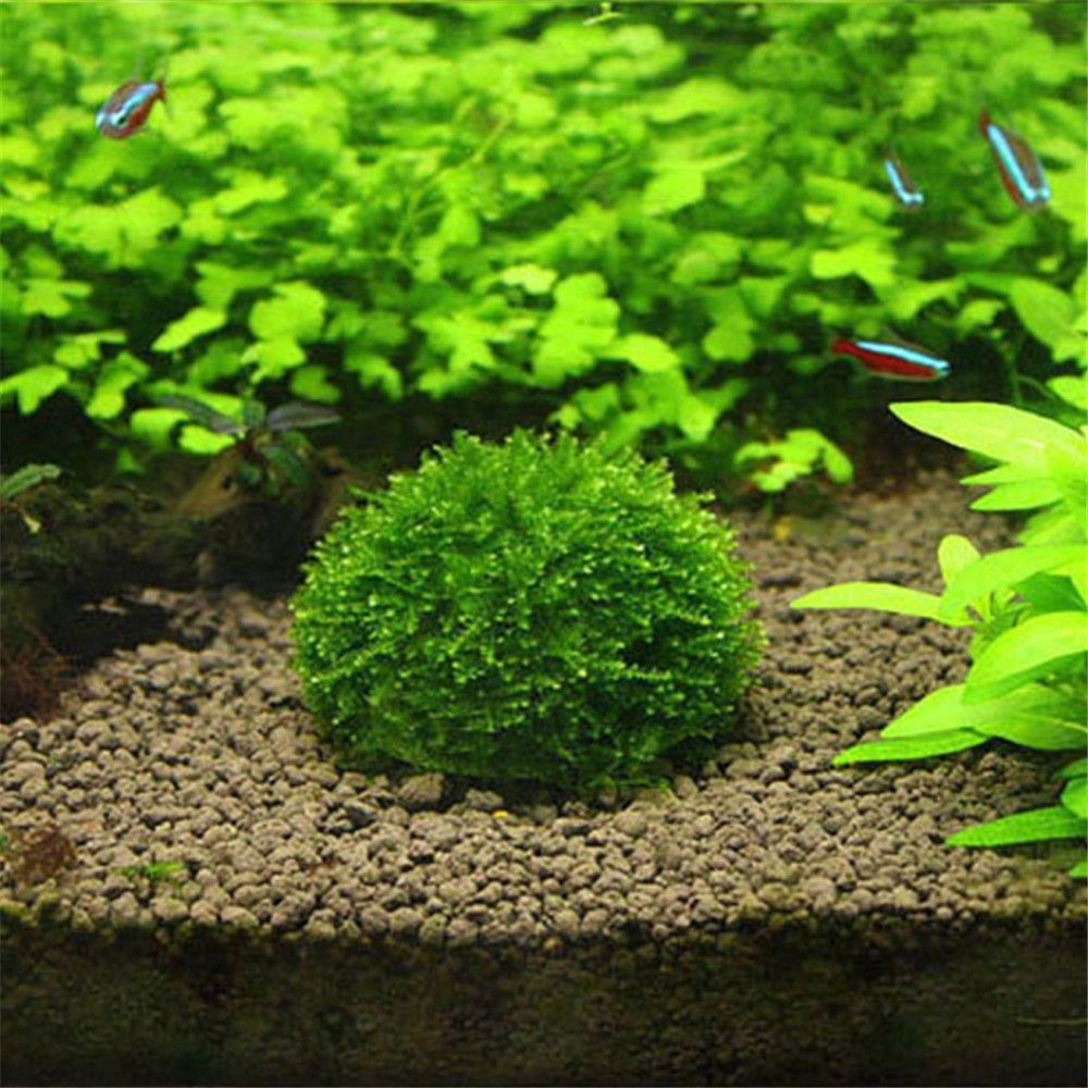 Aquarium Moss - New Plastic Suspension Moss Dome Semicircle
