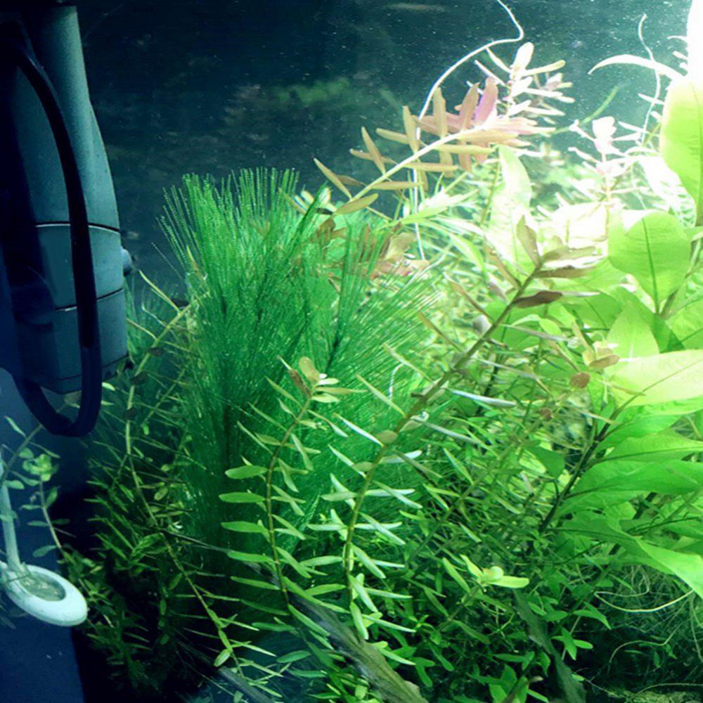 1/3Pcs 28/40cm Aquarium Fish T - Live Plant Aquarium 评论和价格