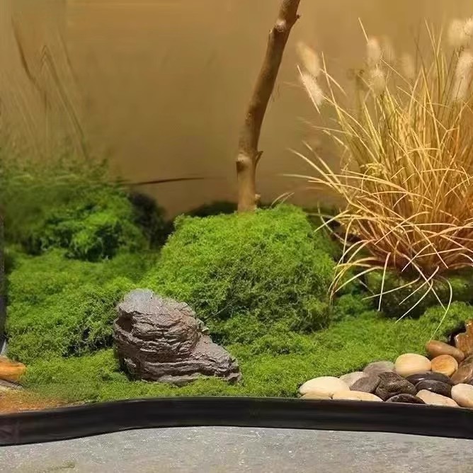 200g Eternal Life Moss DIY Cra - Aquarium Moss 评论和价格
