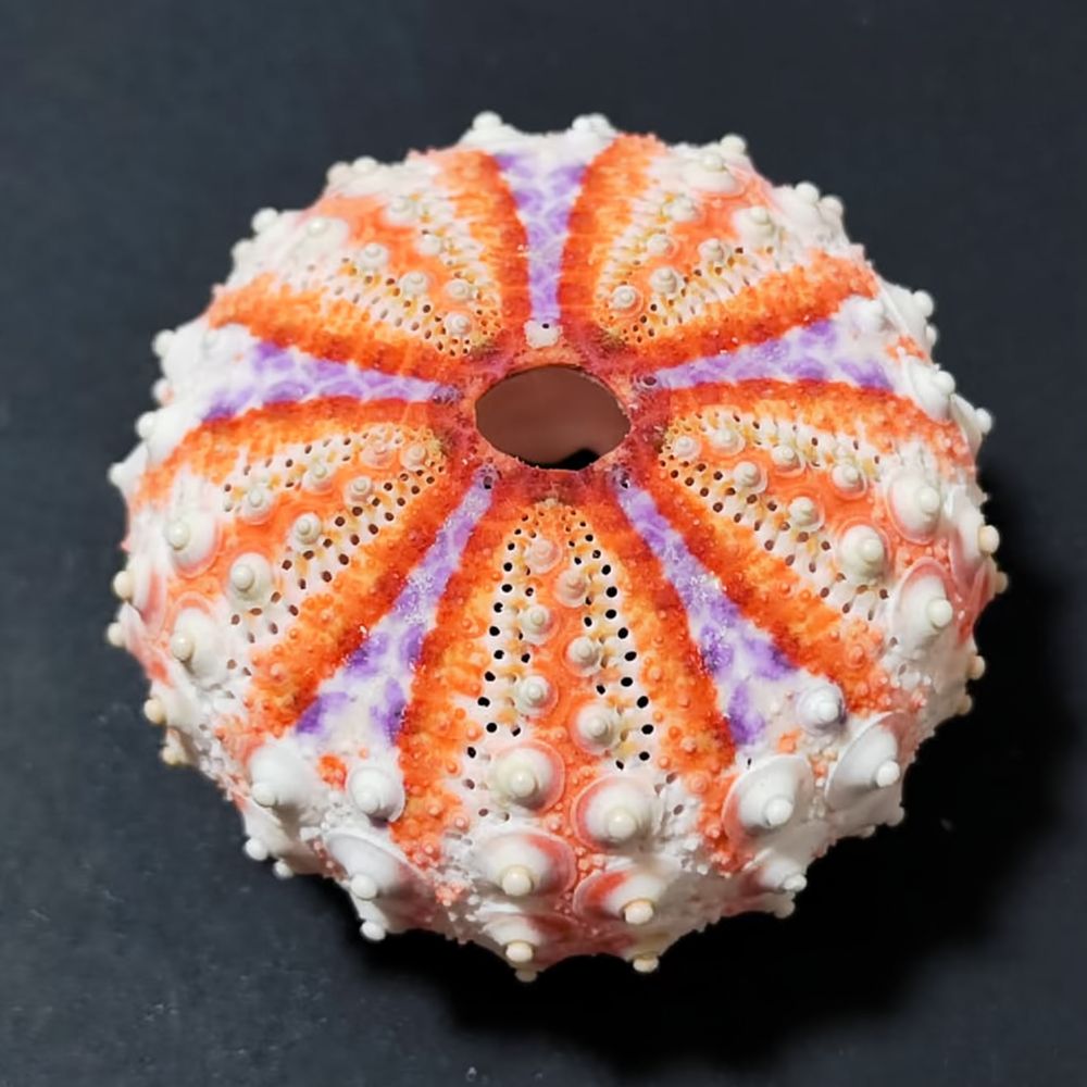 Sea Urchin Craft For For Zhuol - Aquarium Plant Holder 评论和价格
