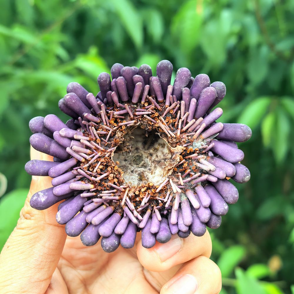 Sea Urchin Craft For For Zhuol - Aquarium Plant Holder 评论和价格