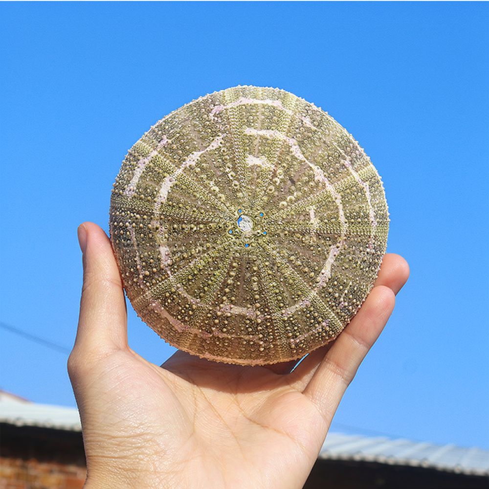 Sea Urchin Craft For For Zhuol - Aquarium Plant Holder 评论和价格