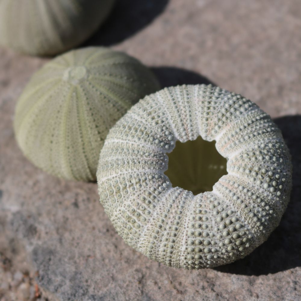 Sea Urchin Craft For For Zhuol - Aquarium Plant Holder 评论和价格