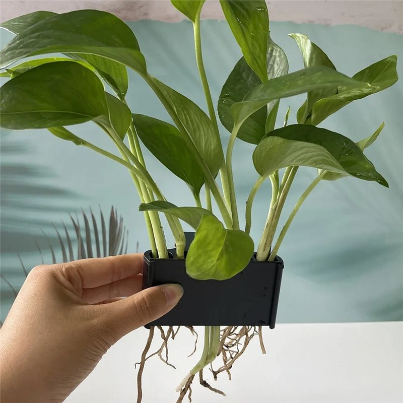 A04G-Aquarium Planter Aquarium - Live Plant Aquarium 评论和价格