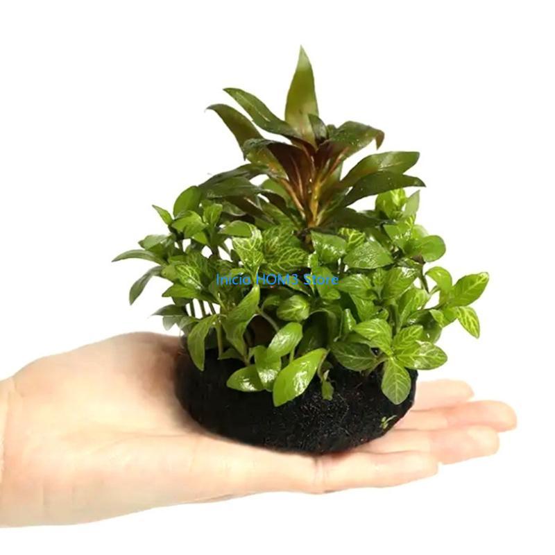 A5YD High Performances Aquariu - Aquarium Plant Substrate 评论和价格