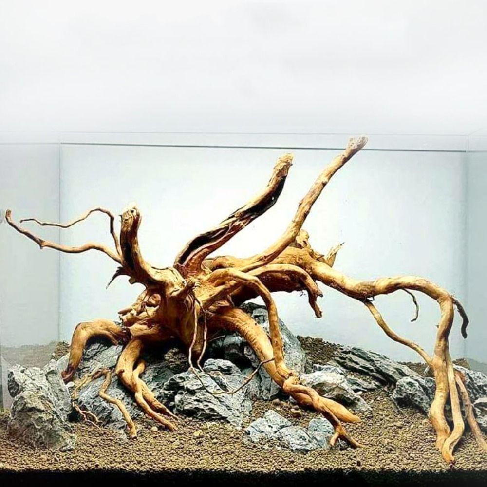 20-25CM Large Aquarium Driftwo - Aquarium Plants Live 评论和价格