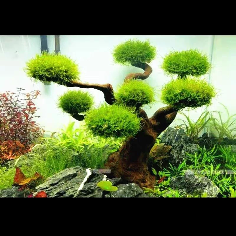 Aquarium Driftwood Landscaping - Aquarium Moss 评论和价格