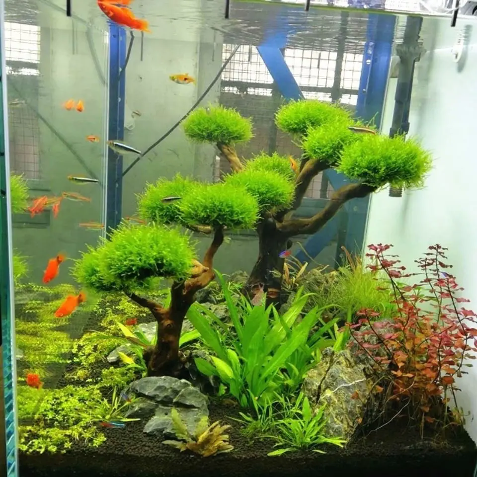 Aquarium Driftwood Landscaping - Aquarium Moss 评论和价格