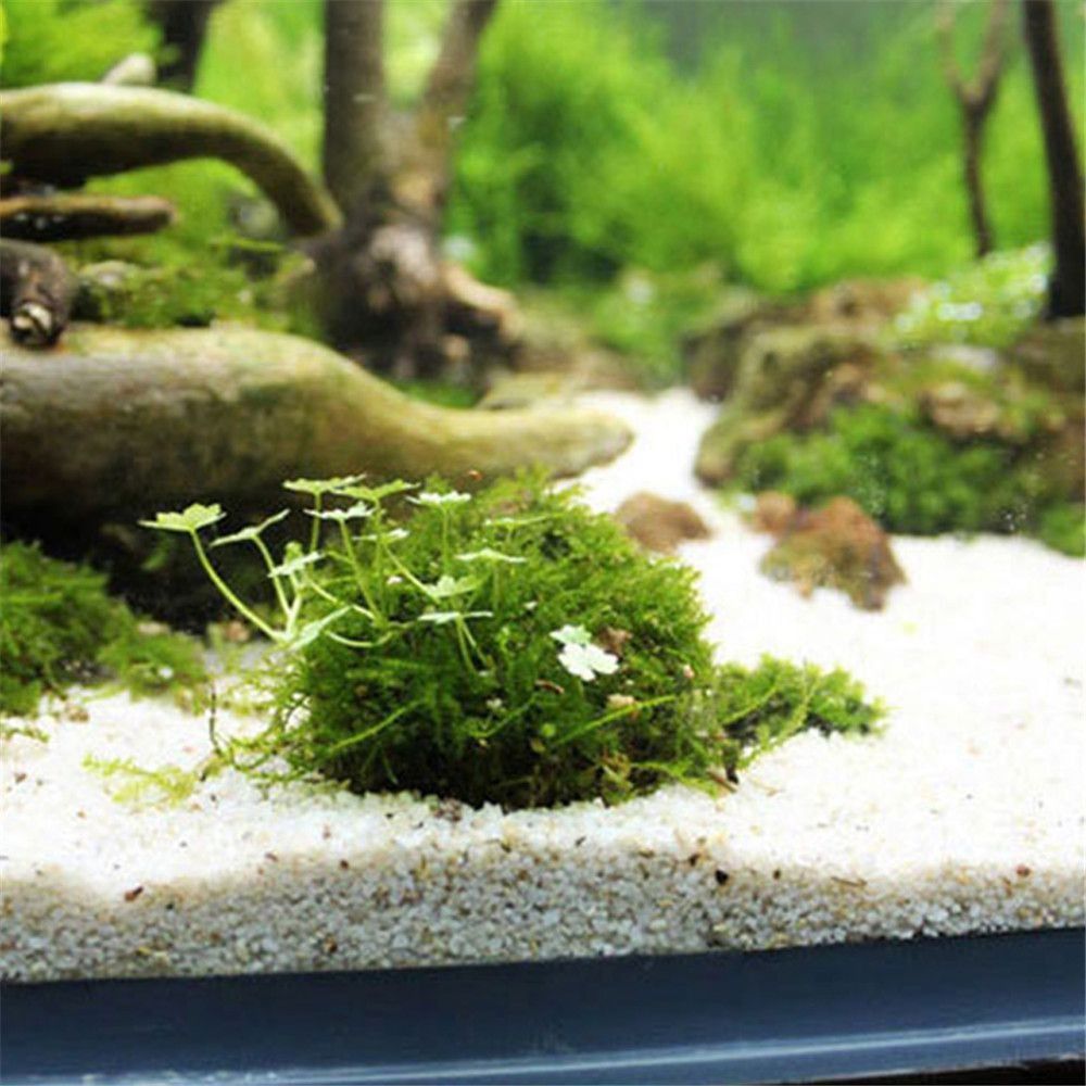 New Plastic Suspension Moss Do - Aquarium Moss 评论和价格