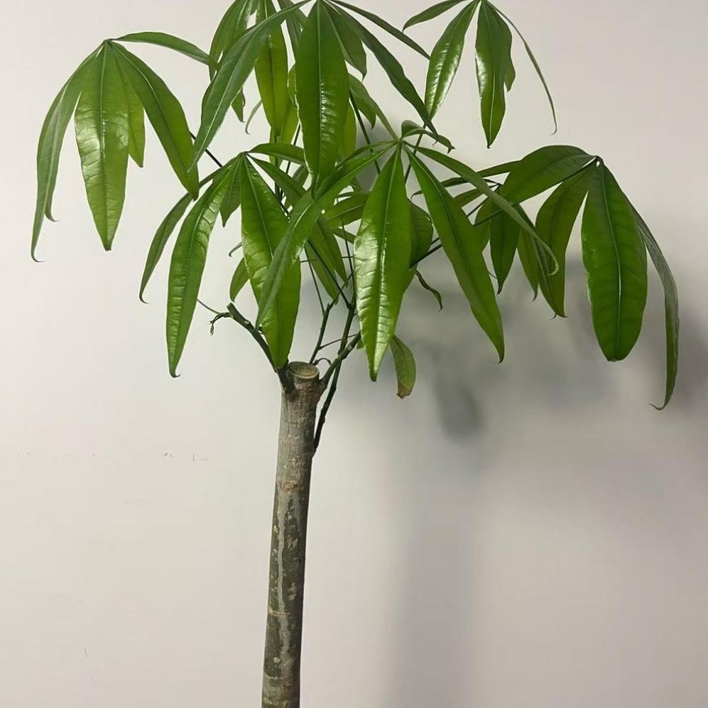 Artificial Driftwood Root Orna - Aquarium Driftwood 评论和价格